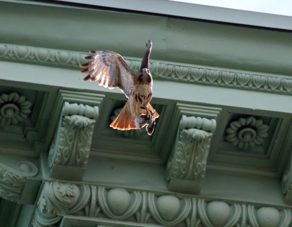 Sadie Hawk flying with prey