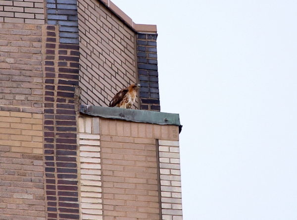Sadie the Red-tailed Hawk on One Fifth Avenue perch