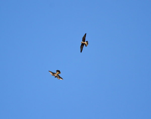 Two Peregrine Falcons circling together in sky