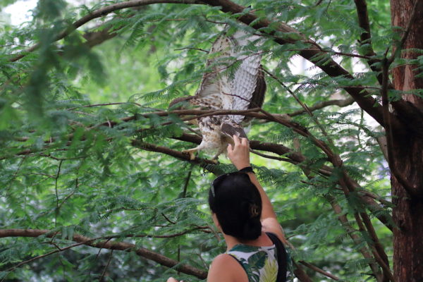 WINORR releasing Red-tailed Hawk fledgling into tree