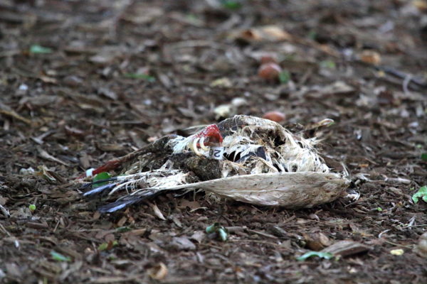 Dead banded pigeon on Washington Square Park lawn