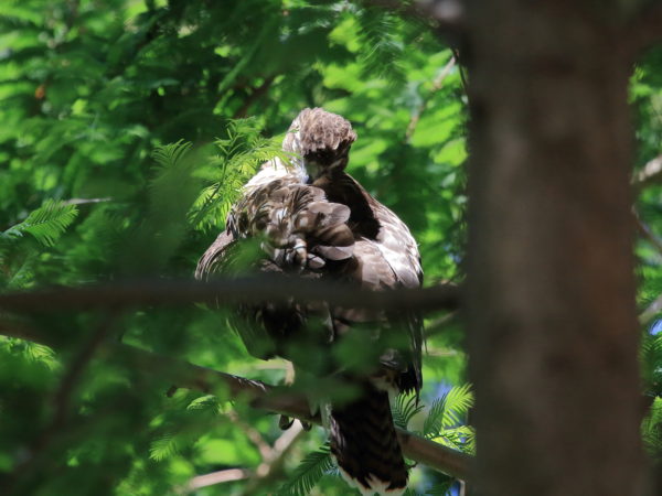 Preening Red-tailed Hawk sitting in park tree
