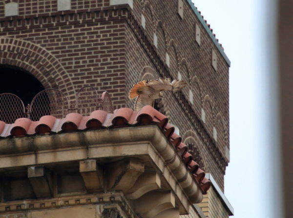Juno Hawk flying off building top
