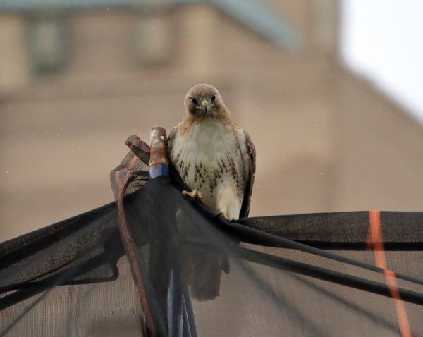 Juno the male Washington Square Park Hawk sitting on scaffolding netting