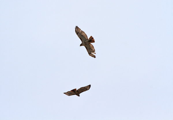 Red-tailed Hawks circling Washington Square Park
