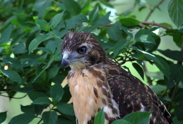 Closeup of fledgling Hawk in leafy bush