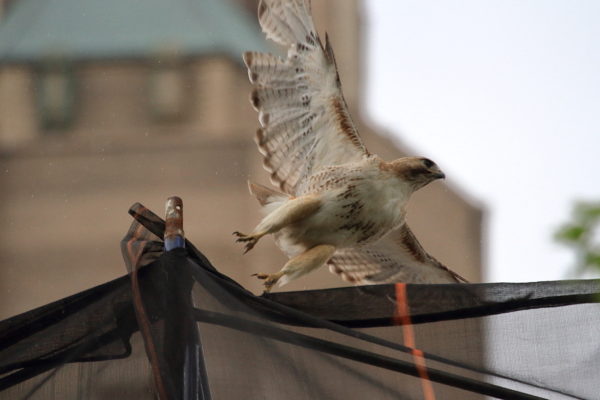 Juno the male Red-tailed Hawk flying off scaffolding