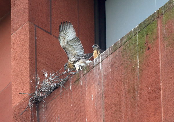 2019 NYU Hawk babies on nest ledge