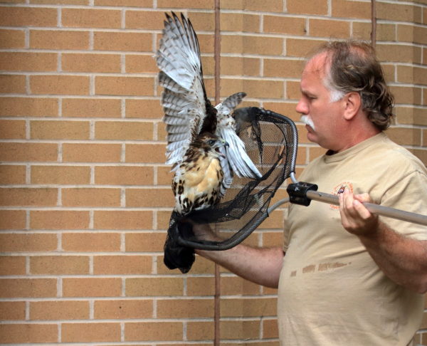 WINORR netting a Red-tailed Hawk