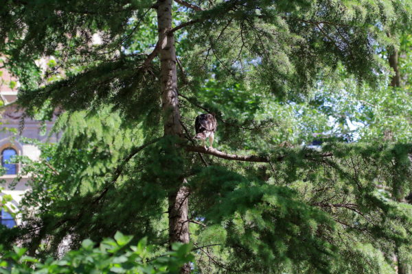 Fledgling Hawk sitting on fir tree branch