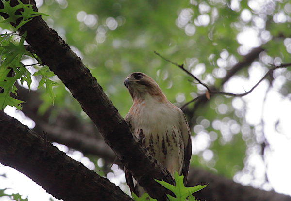 male Hawk in Washington Square Park tree