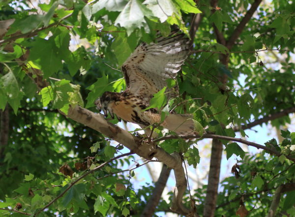 Fledgling Hawk jumps onto tree branch with wings outstretched