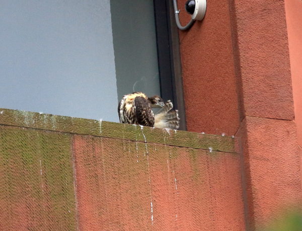 Hawk baby preening on nest ledge