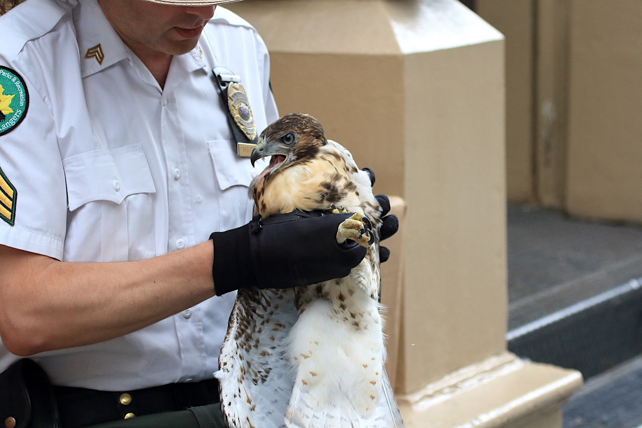 Park Ranger Mastrianni doing a fledgling Hawk inspection