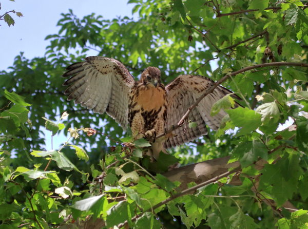 Fledgling Red-tailed Hawk balancing on thin tree branch