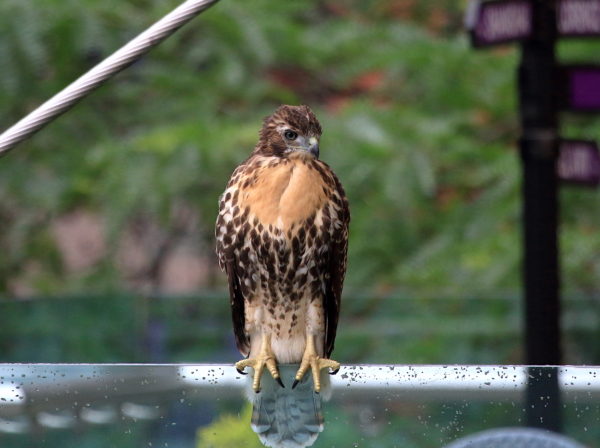 Fledgling Hawk sitting on a glass railing