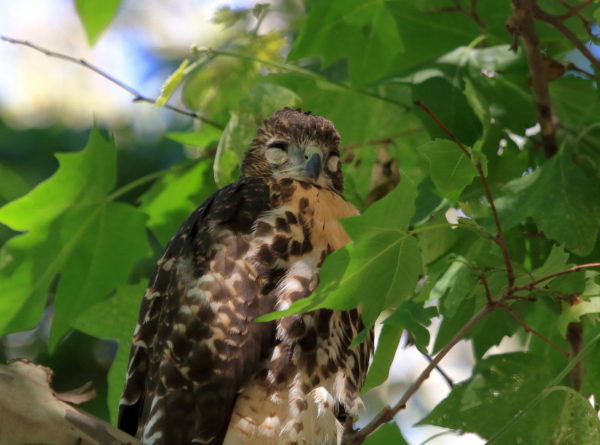 Fledgling Red-tailed Hawk napping in tree