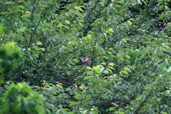 Fledgling Hawk sitting deep in a tree