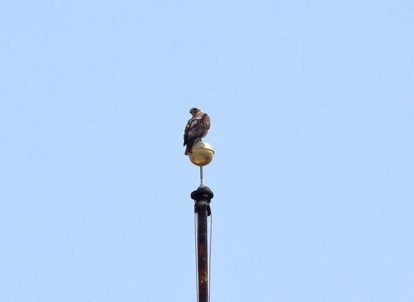 Juno Hawk sitting on flag pole