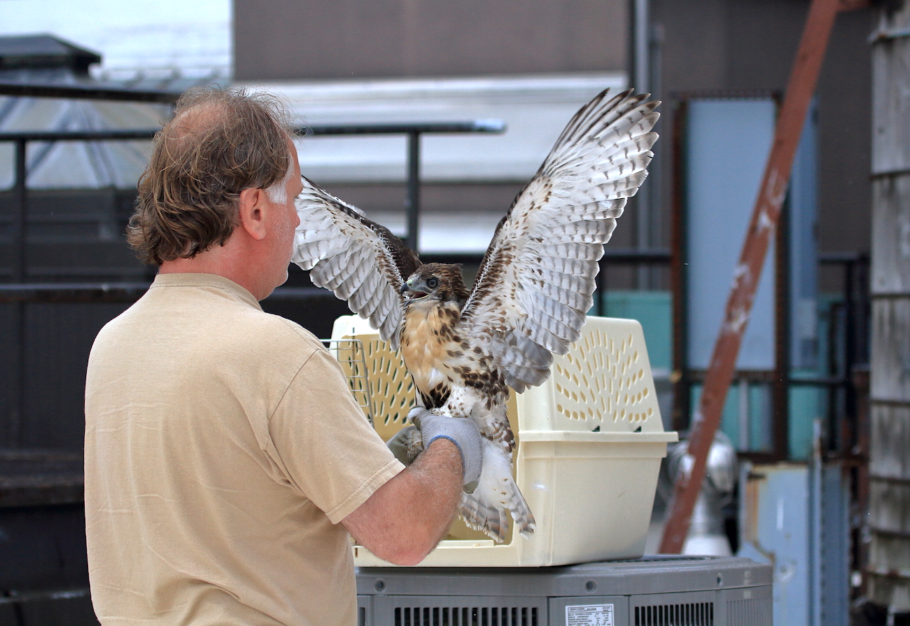 Bobby Horvath of WINORR releasing Red-tailed Hawk