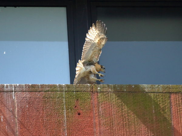 Baby Hawk practicing flying on nest ledge