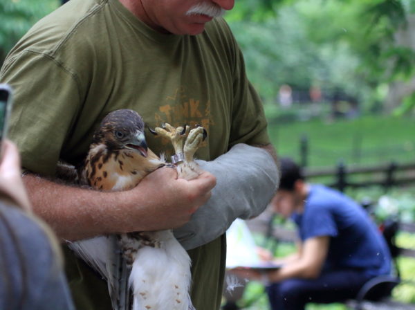 Fledgling Hawk held by Bobby Horvath of WINORR