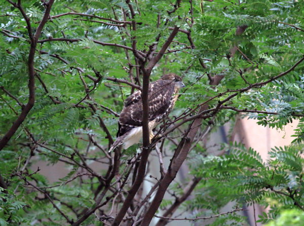 Fledgling Red-tailed Hawk in tree