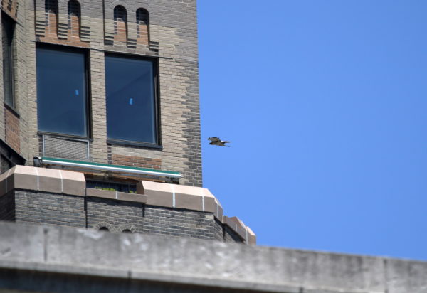 Juno male Hawk flying behind One Fifth apartment building