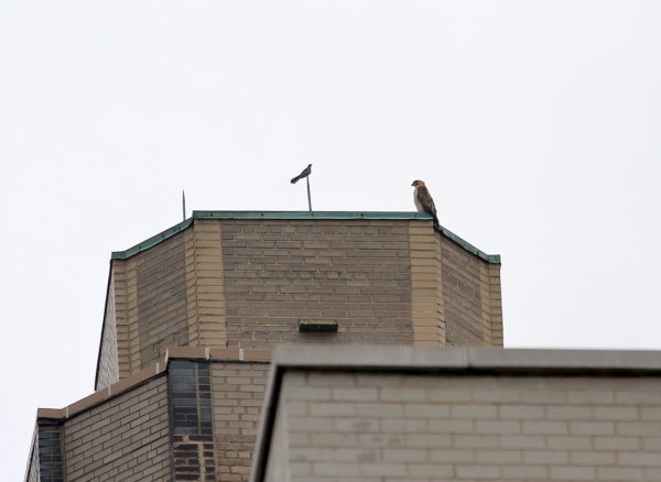 Mockingbird sitting near Juno the Red-tailed Hawk