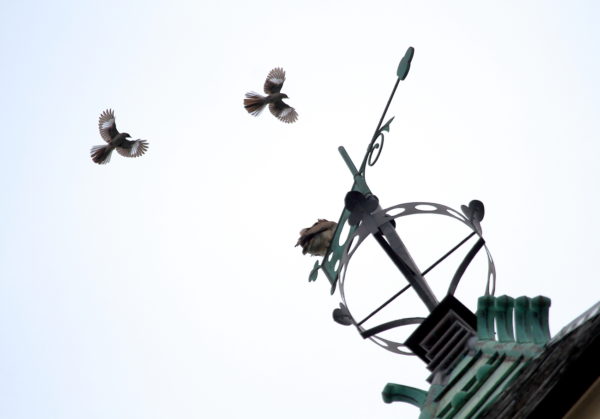 Mockingbirds harass Juno the Red-tailed Hawk