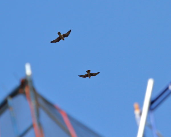 Peregrine Falcons chasing each other in NYC