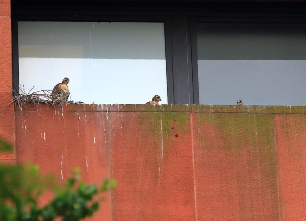 Three Red-tailed Hawk babies sitting on nest ledge
