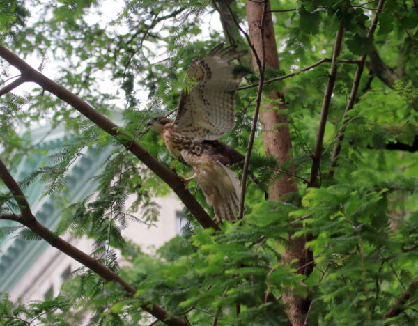 Washington Square Park Hawk fledgling jumping in tree