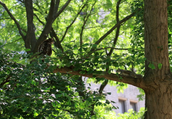 Squirrel approaches fledgling Hawk on branch