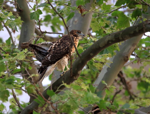 fledgling Red-tailed Hawk sitting in a tree