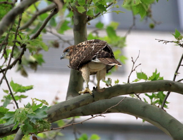 Fledgling Hawk red-tailed Hawk standing on NYC tree branch