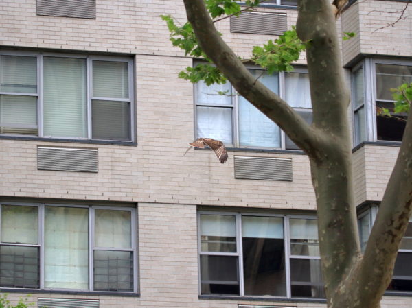 Fledgling Hawk flying by NYC building