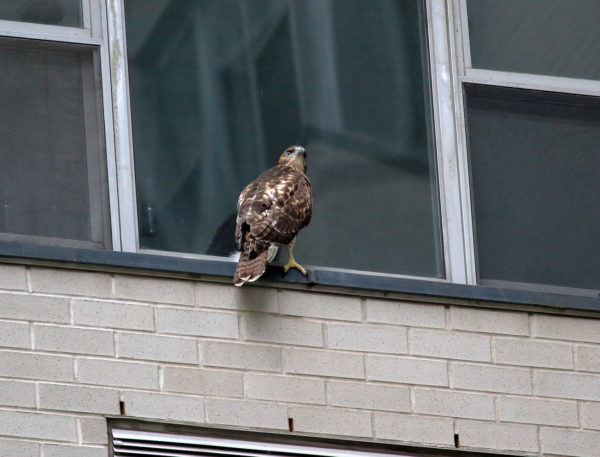 Fledgling Washington Square Park Hawk sitting on window sill