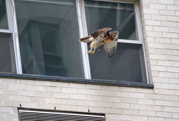 fledgling Hawk flying off window sill