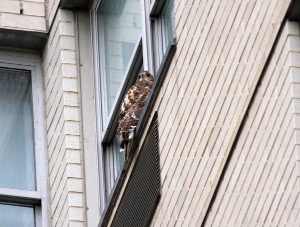 Fledgling Hawk perched on NYC window sill looking up
