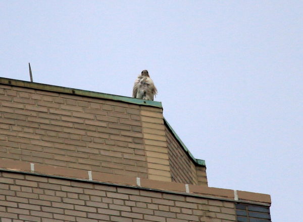 Juno male Washington Square Park Hawk sitting on NYC building