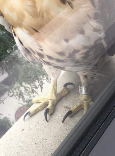 Banded fledgling Hawk on window sill