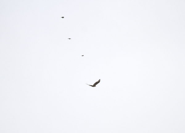 Birds chase Red-tailed Hawk Juno