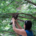 Cathy Horvath of WINORR releasing fledgling Hawk in tree