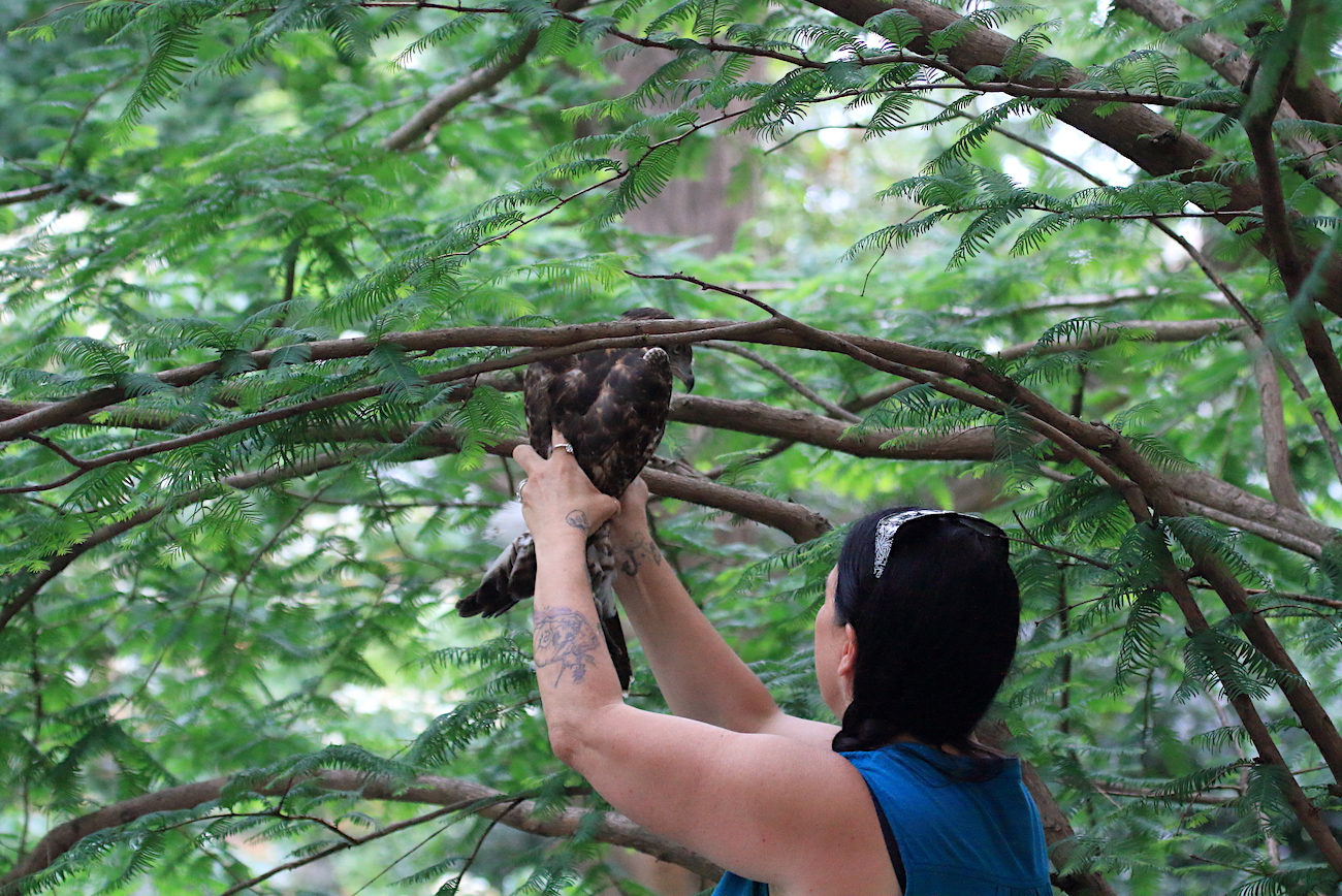 Cathy Horvath of WINORR releasing fledgling Hawk in tree