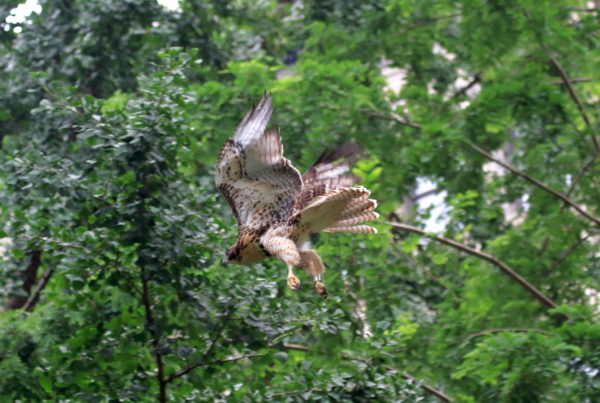 Washington Square Park Hawk fledgling flying through trees
