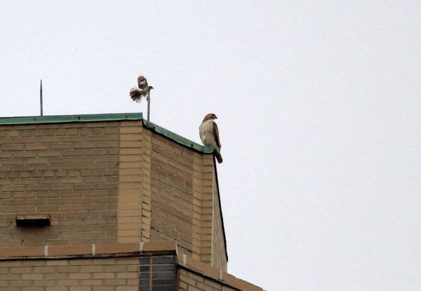 Juno sitting atop One Fifth Avenue building with Mockingbird