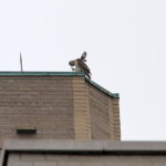 Mockingbird attacking Juno the Red-tailed Hawk