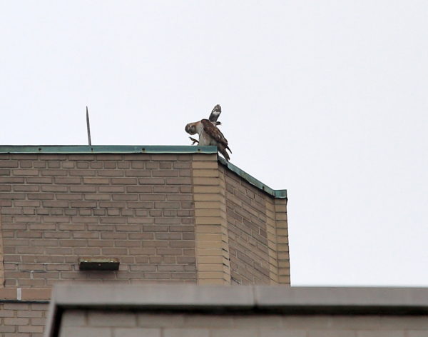 Mockingbird attacking Juno the Red-tailed Hawk