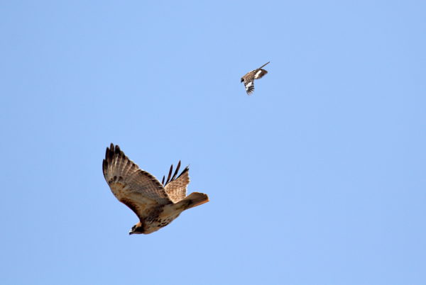 Sadie the Hawk chased by a Mockingbird